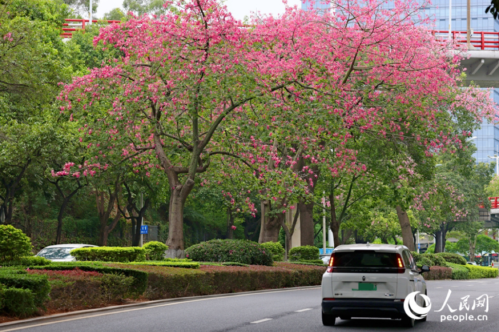 在廈門仙岳路上，“美人樹”開花遠(yuǎn)觀燦若煙霞。人民網(wǎng)記者 陳博攝