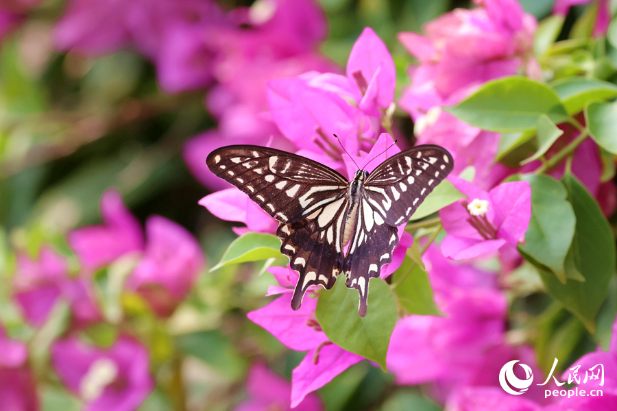 蝴蝶在三角梅枝頭展翅。人民網(wǎng)記者 陳博攝
