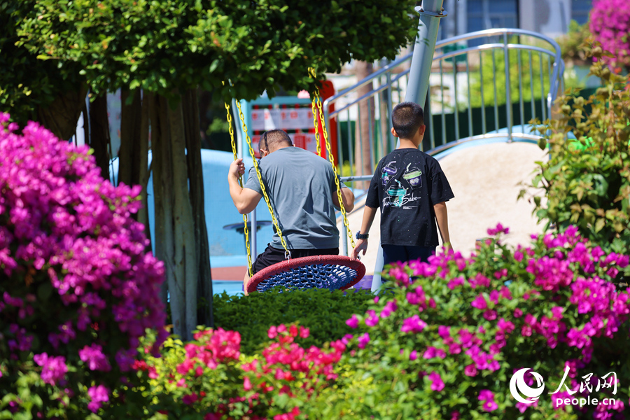 在三角梅花海中蕩秋千的父子倆。人民網(wǎng)記者 陳博攝