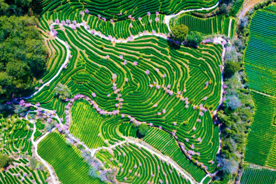 武夷山星村鎮(zhèn)燕子窠生態(tài)茶園。肖文鳳 攝