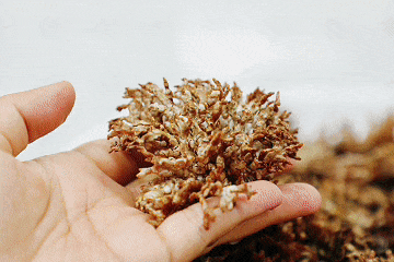 當季的美味龍爪菇、新鮮竹蓀做成的湯、黃鱔燴田螺，都可以成為餐桌上的一道風物。