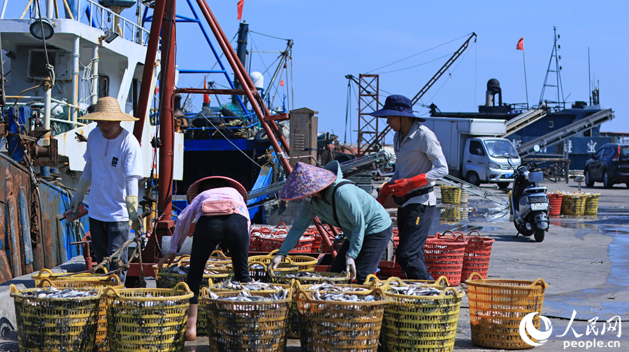 1.在福建省漳州市東山縣澳角村，漁民忙著搬運從海里捕撈上來的海鮮。人民網(wǎng) 李昌乾攝