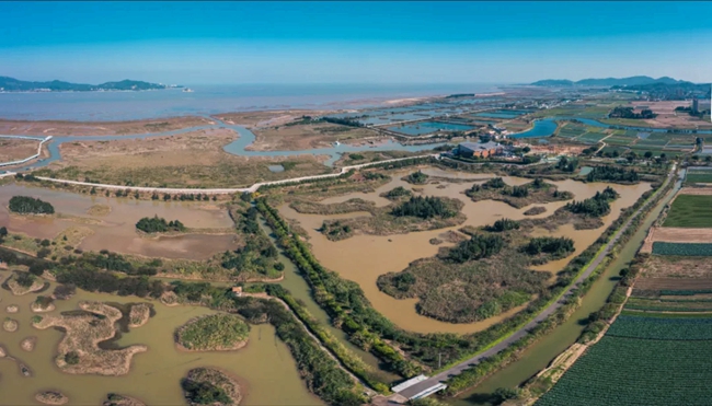 閩江口濕地。陳銘清攝
