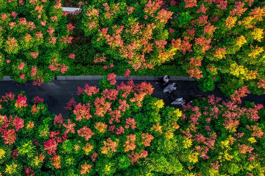 在廈門同安濱海浪漫線，色彩艷麗的欒樹美不勝收。胡康強(qiáng)攝