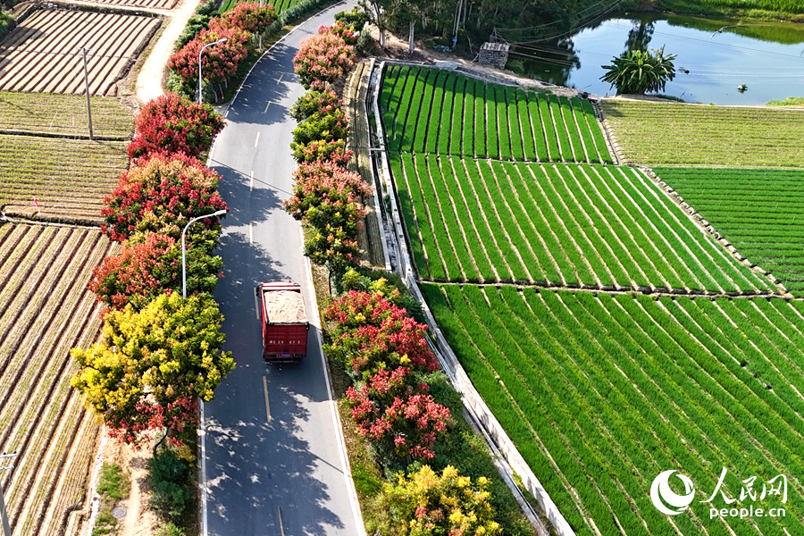 廈門東燒尾的多彩欒樹美如畫。人民網(wǎng)記者 陳博攝