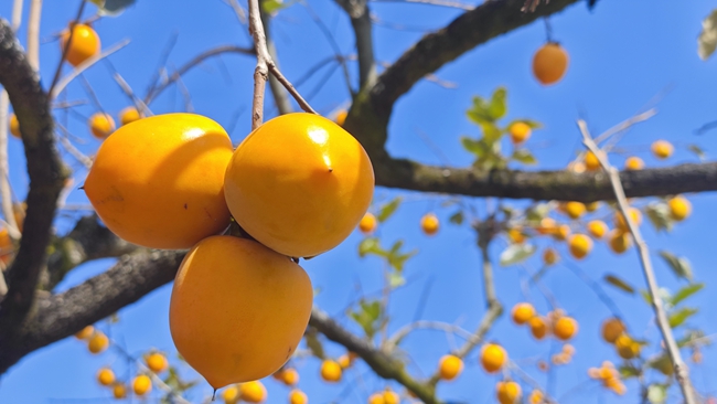 金燦燦的柿子掛在枝頭
