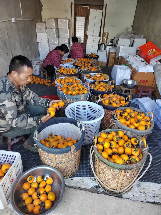 果農(nóng)按照品質(zhì)、大小分揀炮彈柿