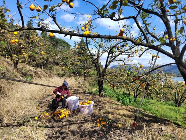 果農(nóng)在樹下粗篩炮彈柿