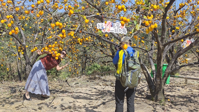 游客在柿子園里拍照打卡
