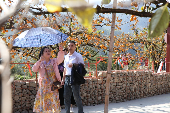 連片成熟的柿子吸引了不少游客