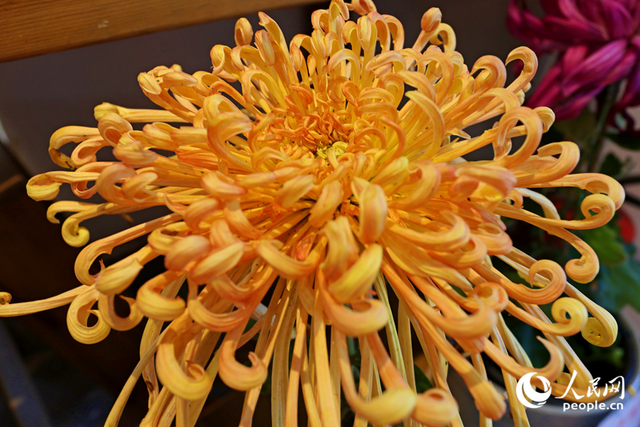 展館內(nèi)怒放的菊花。人民網(wǎng)記者 陳博攝