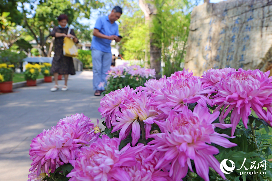 道路旁的紫云菊引人駐足觀賞。人民網(wǎng)記者 陳博攝