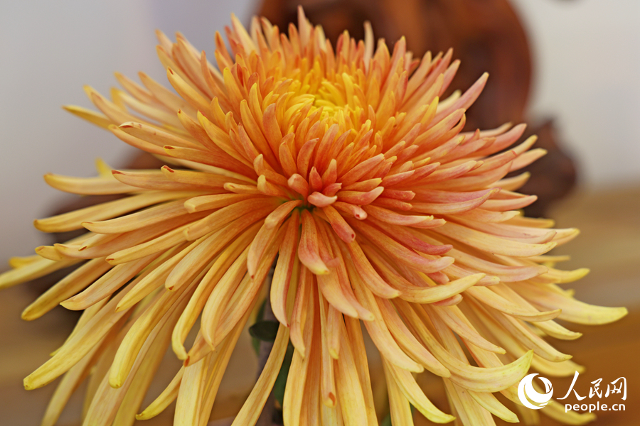 形態(tài)各異的菊花在現(xiàn)場展出。人民網(wǎng)記者 陳博攝