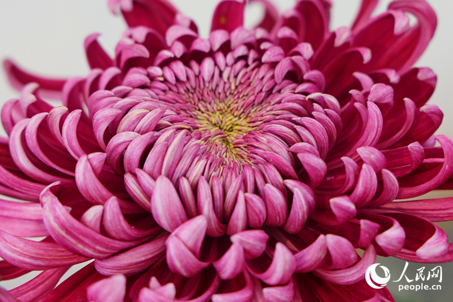 菊花層層疊疊的花瓣猶如火焰一般艷麗。人民網(wǎng)記者 陳博攝