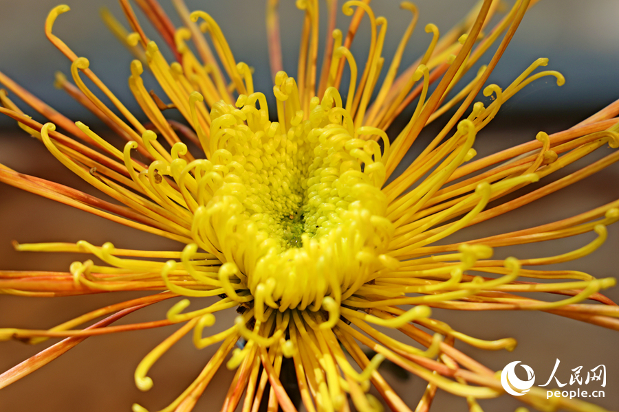 形似煙火的菊花。人民網(wǎng)記者 陳博攝