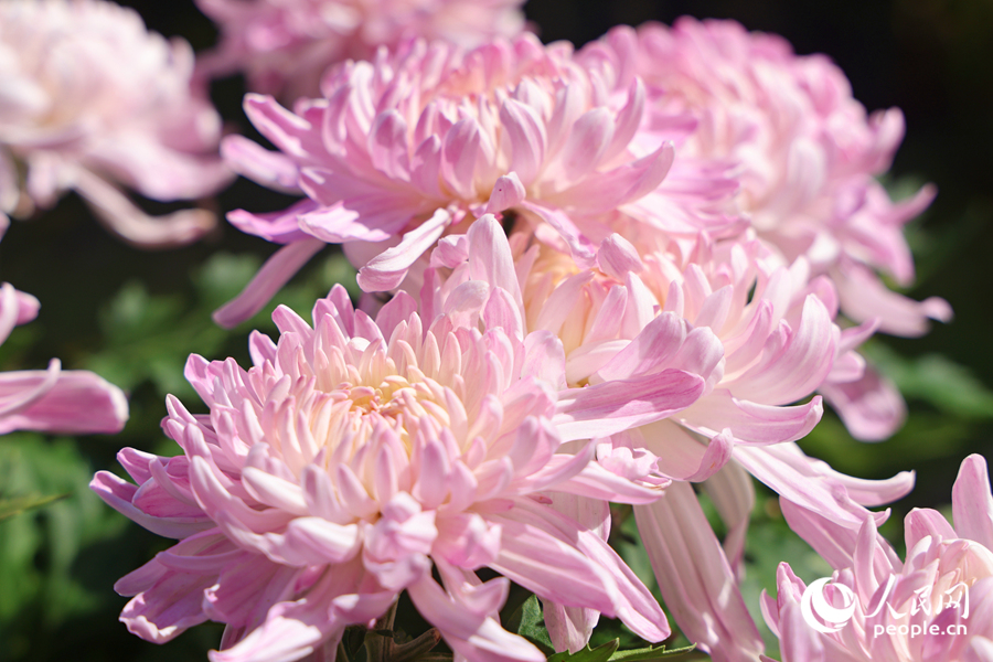 菊花朵朵開得熱情似火。人民網(wǎng)記者 陳博攝