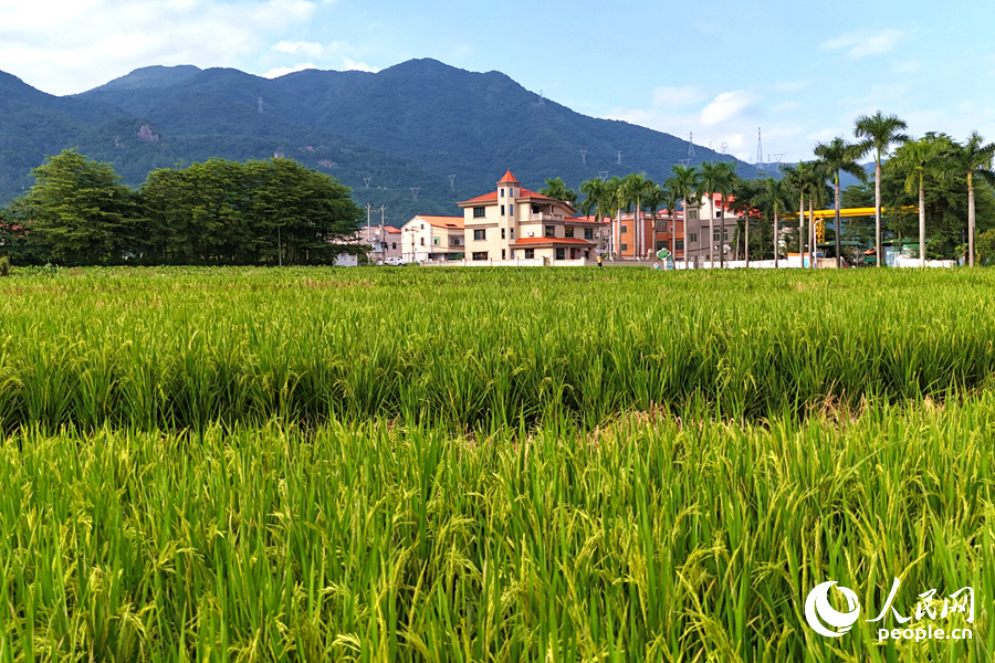 田頭村600余畝晚稻陸續(xù)出穗。人民網(wǎng)記者 陳博攝