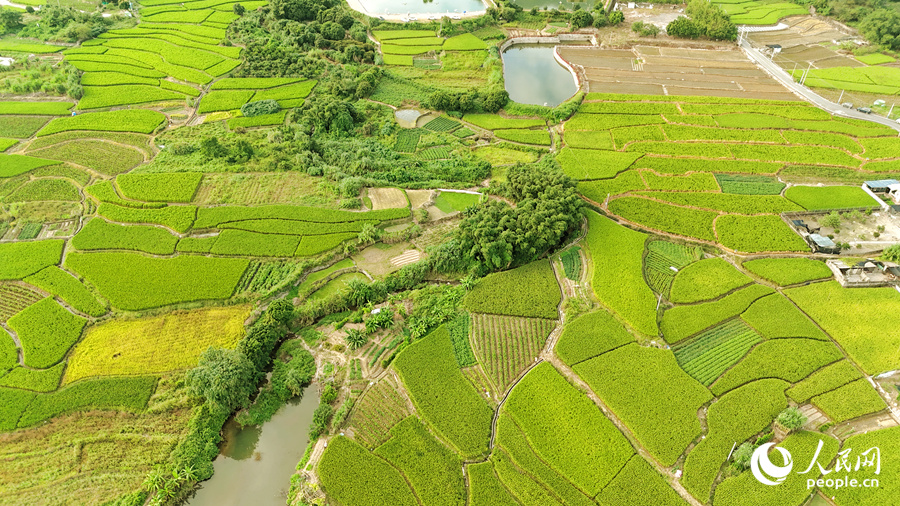 俯瞰田頭村，稻田呈現(xiàn)不同顏色，猶如一塊“調(diào)色板”。人民網(wǎng)記者 陳博攝