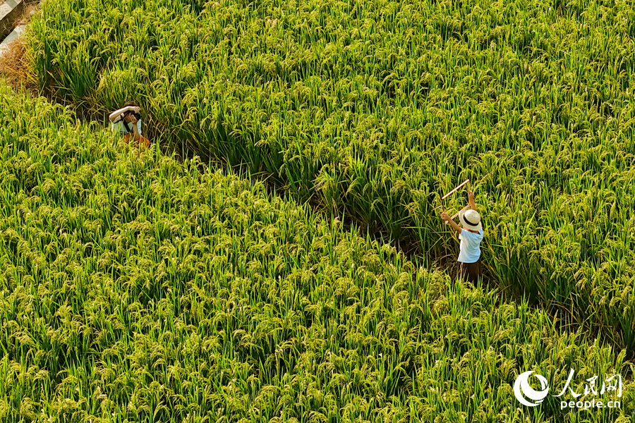 市民在稻田小徑上拍照。人民網(wǎng)記者 陳博攝
