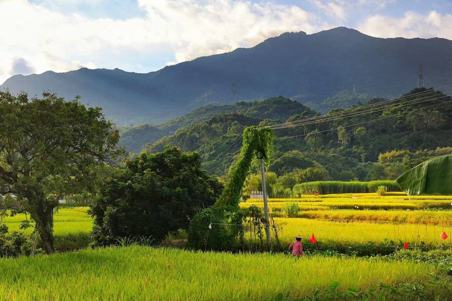 農(nóng)戶(hù)在稻田中勞作。李嫻鳳攝