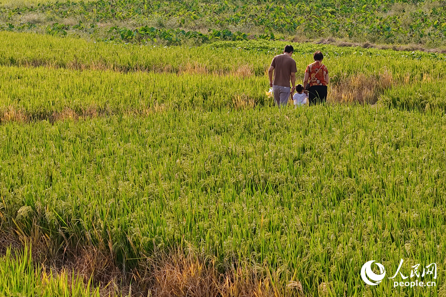 稻田美景吸引不少市民游客前來(lái)體驗(yàn)觀(guān)賞。人民網(wǎng)記者 陳博攝