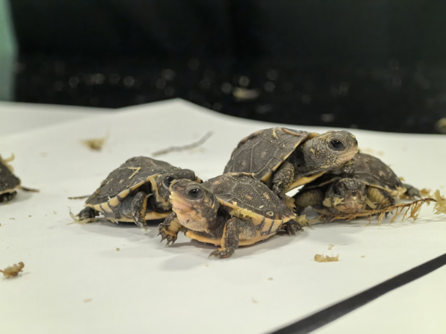 近日，廈門海關(guān)在入境旅客行李中查獲一批卡羅萊納箱龜。廈門海關(guān)供圖