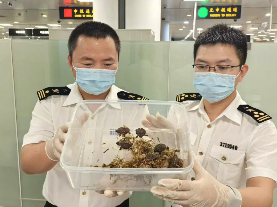 查獲的6只卡羅萊納箱龜。廈門海關(guān)供圖