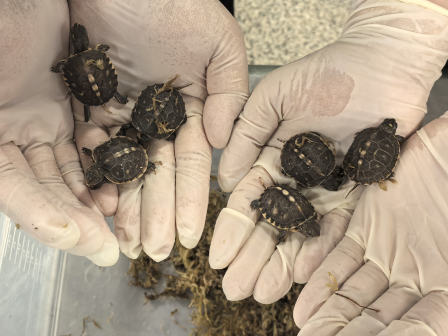 卡羅萊納箱龜屬于外來物種。廈門海關(guān)供圖