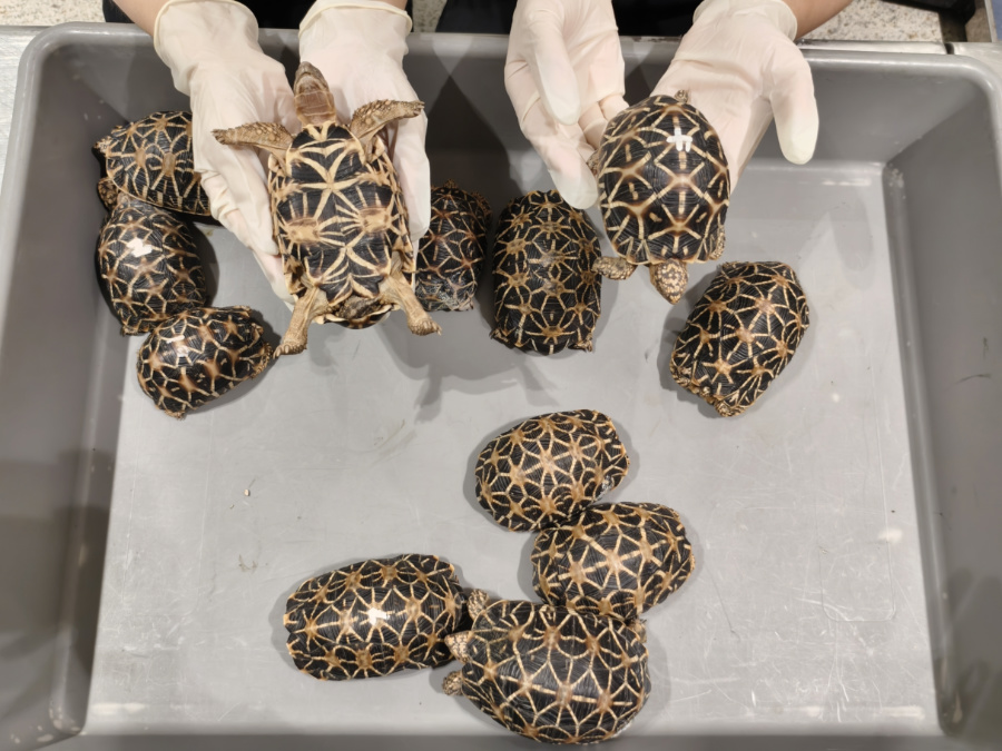 廈門海關(guān)查獲12只印度星龜。游娟攝