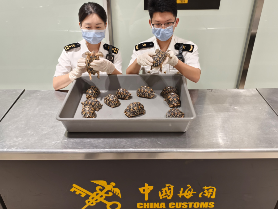 海關(guān)關(guān)員對(duì)活體龜進(jìn)行查驗(yàn)。游娟攝