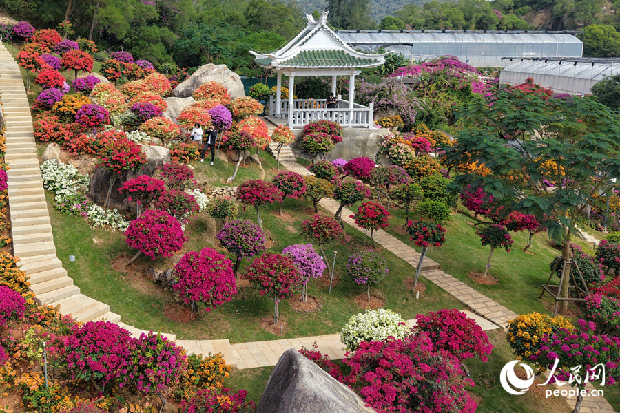 品種各異的三角梅依山勢錯落生長。人民網(wǎng)記者 陳博攝