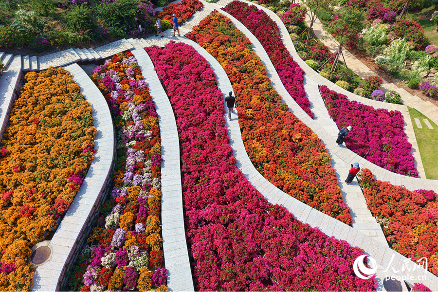 市民游客在花海中漫步。人民網(wǎng)記者 陳博攝