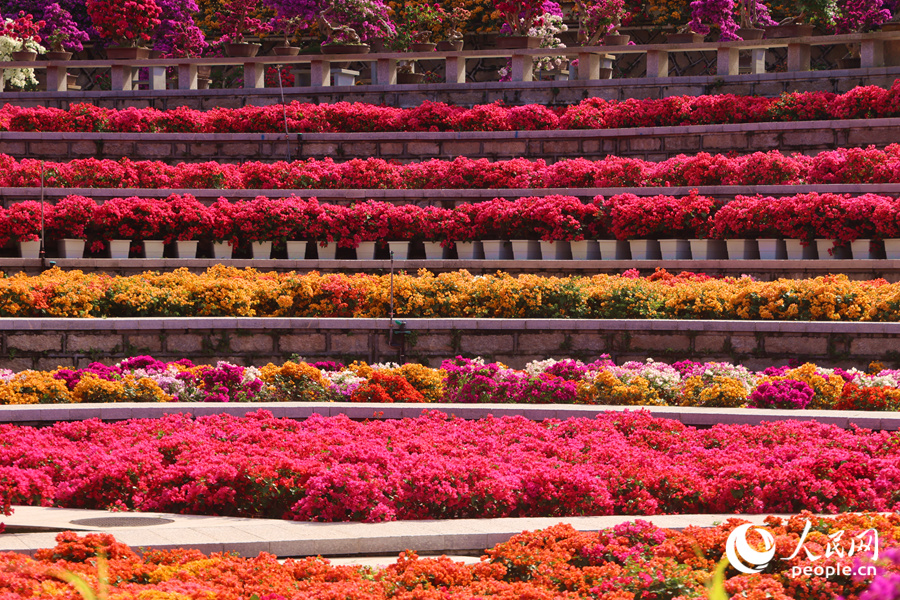 層層疊疊的三角梅引人入勝。人民網(wǎng)記者 陳博攝