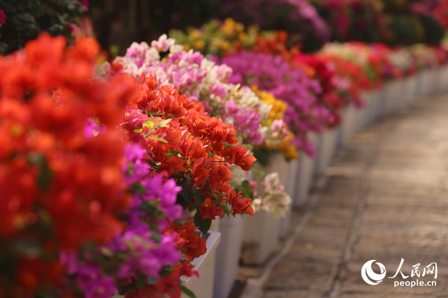 各色三角梅夾道競相綻放。人民網(wǎng)記者 陳博攝