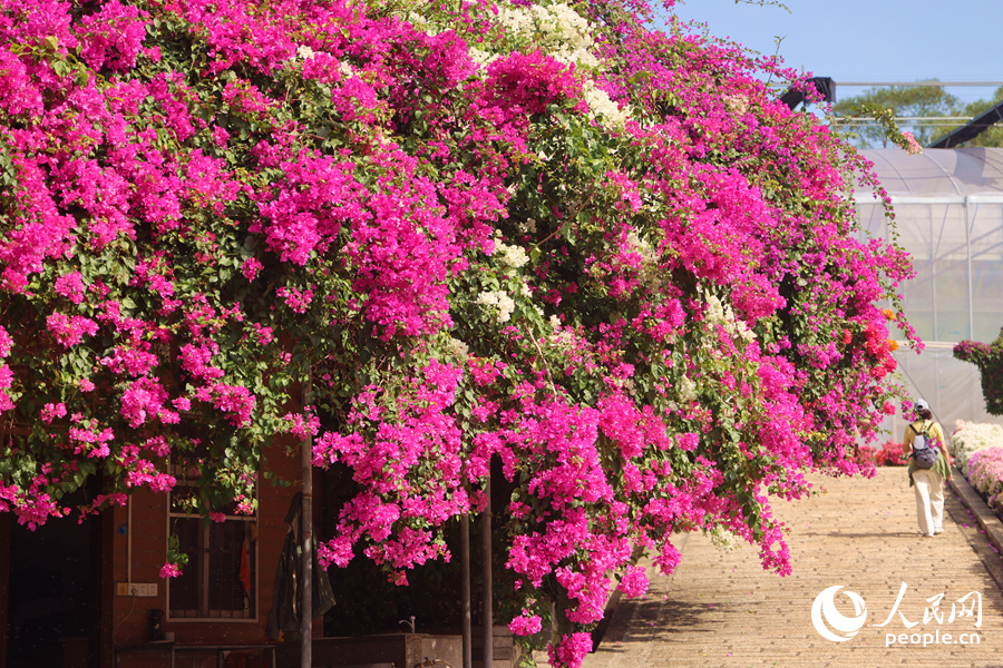 如瀑布傾瀉而下的三角梅。人民網(wǎng)記者 陳博攝