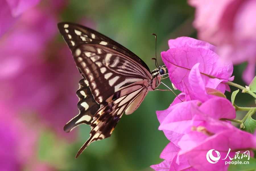 蝴蝶在三角梅枝頭吸食花蜜。人民網(wǎng)記者 陳博攝