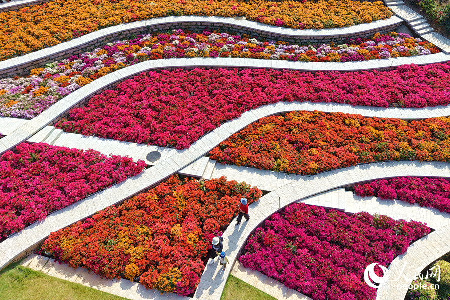 絢麗多彩的三角梅拼成“調(diào)色板”。人民網(wǎng)記者 陳博攝