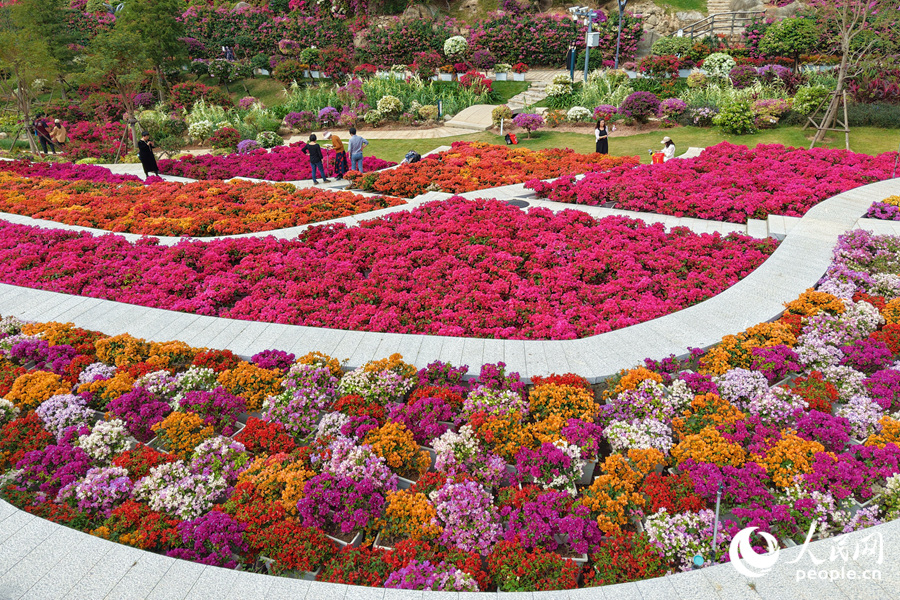 三角梅繁花似錦。人民網(wǎng)記者 陳博攝