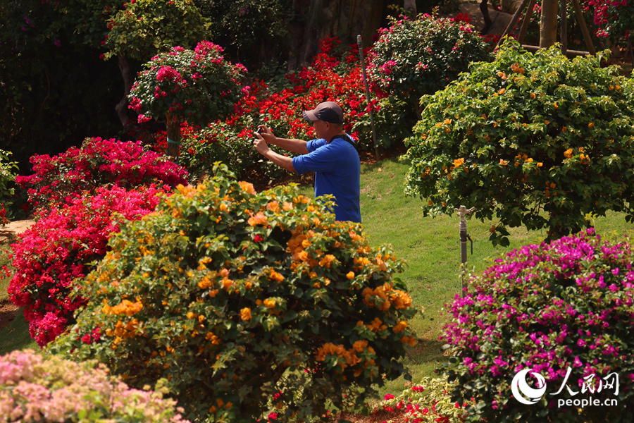 攝影愛好者在花叢中拍攝。人民網(wǎng)記者 陳博攝