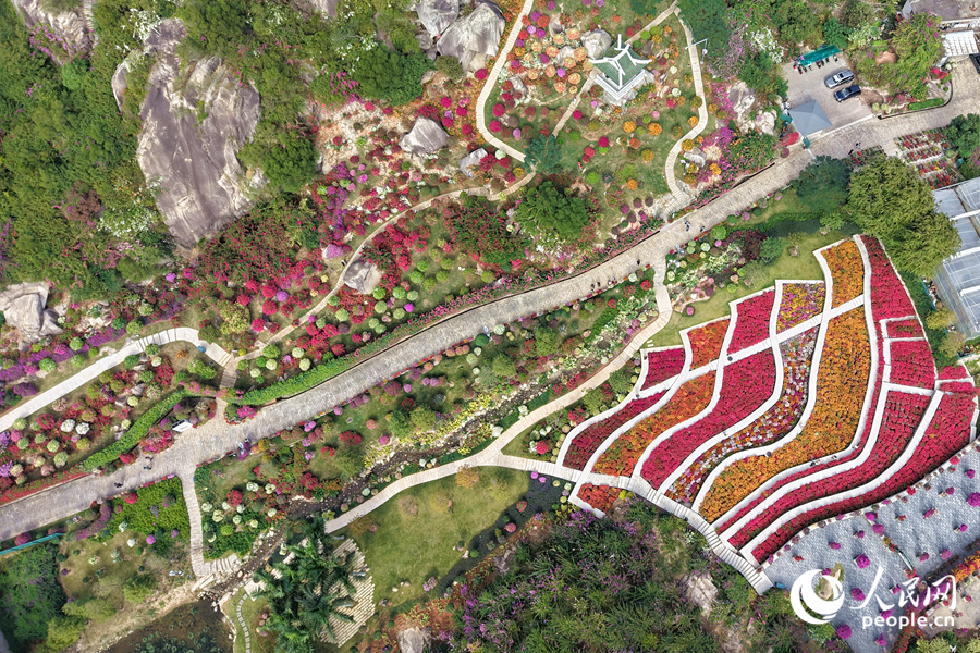 艷麗的三角梅為山谷鋪上“花毯”。人民網(wǎng)記者 陳博攝
