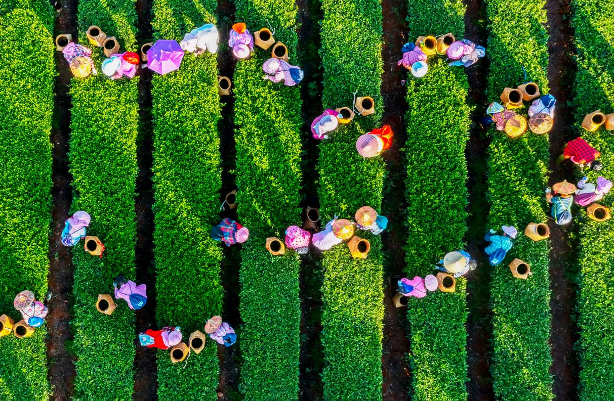 今年秋茶采摘季，安溪縣茶農(nóng)采茶忙。陳文丕攝