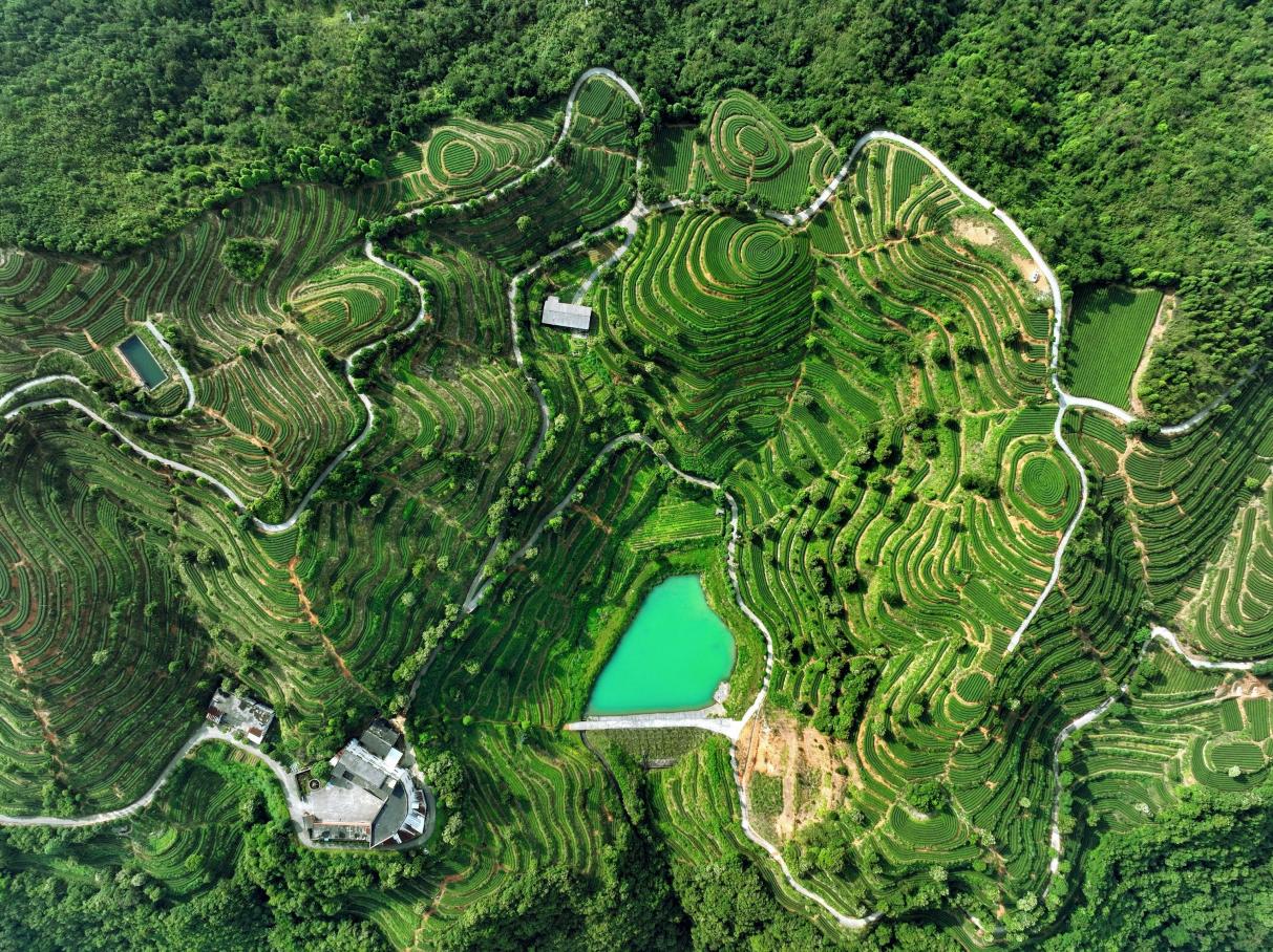 安溪山地梯田茶園（資料圖）。陳文嘉攝