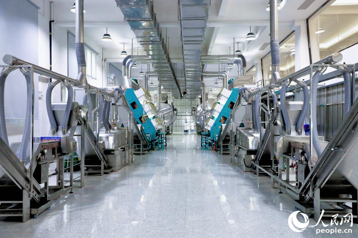 八馬茶業(yè)的生產(chǎn)車(chē)間。人民網(wǎng) 李唯一攝