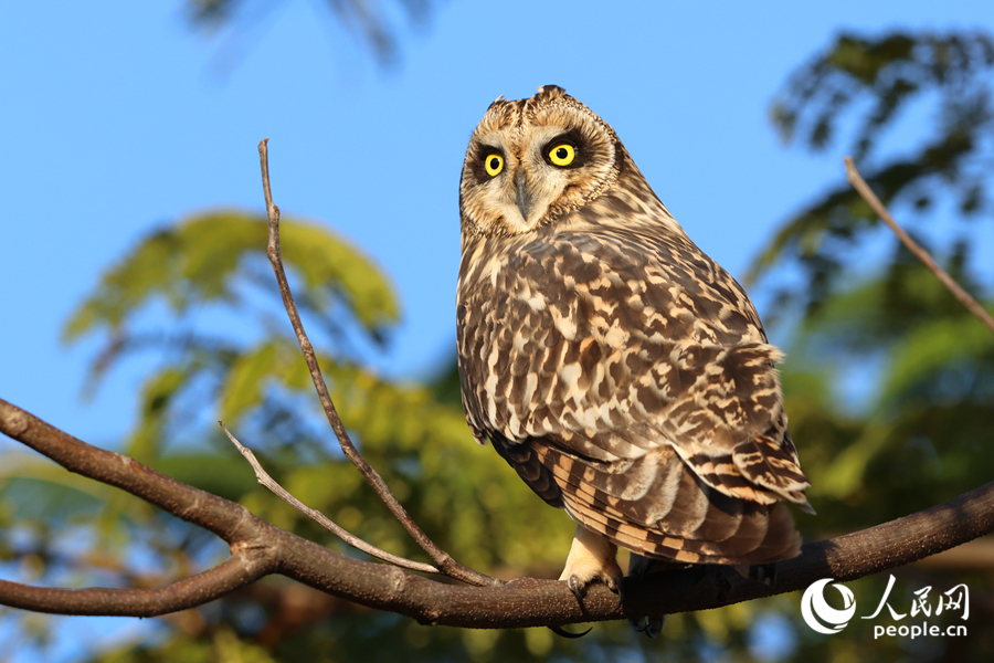 短耳鸮在廈門馬鑾灣現(xiàn)身。人民網(wǎng)記者 陳博攝