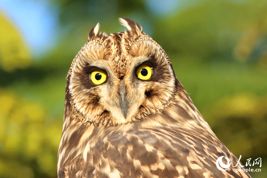 短耳鸮正臉?biāo)曝?，呆萌可愛。人民網(wǎng)記者 陳博攝