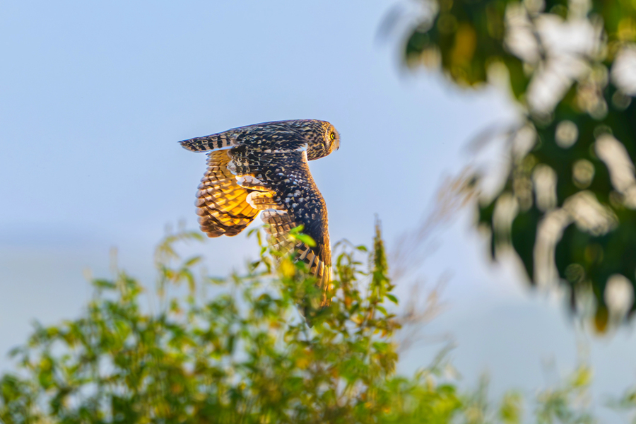 在樹林中飛行的短耳鸮。張?zhí)壹t攝