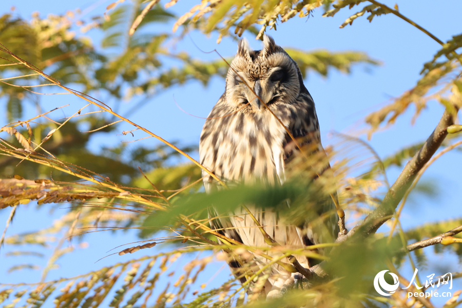 在枝頭打盹的短耳鸮。人民網(wǎng)記者 陳博攝
