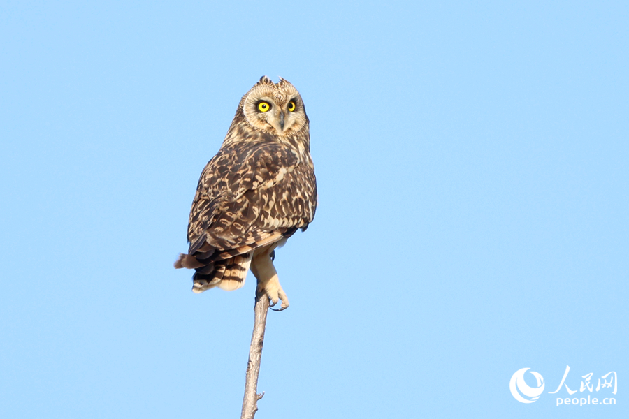 獨立樹頂?shù)亩潭^眺望遠(yuǎn)方。人民網(wǎng)記者 陳博攝