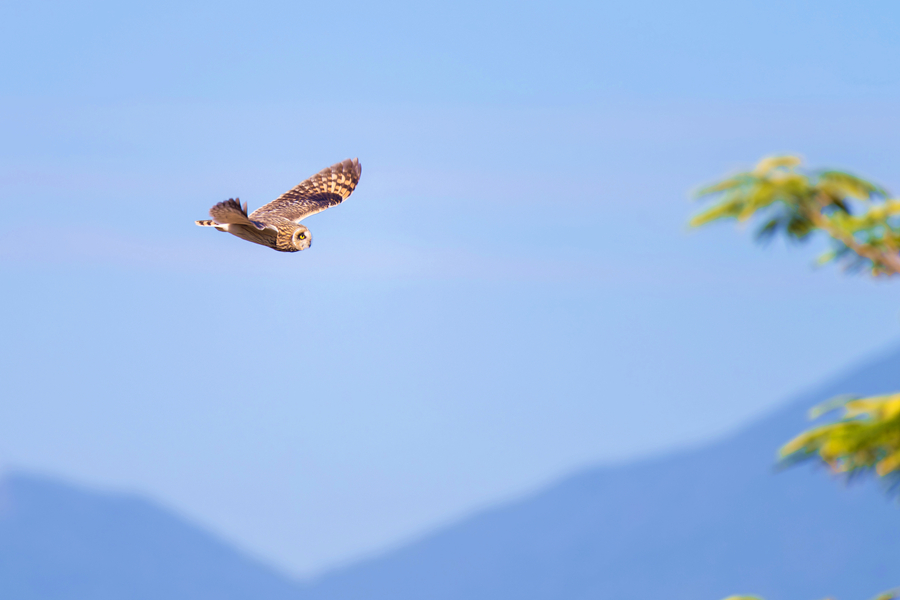 短耳鸮在十里藍山間展翅翱翔。周龍杰攝