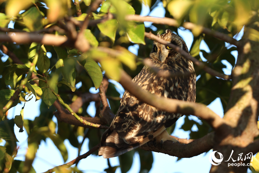茂密的樹叢為短耳鸮提供了“庇護所”。人民網(wǎng)記者 陳博攝